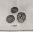 Click for 1 image(s) for this accession. FRUIT